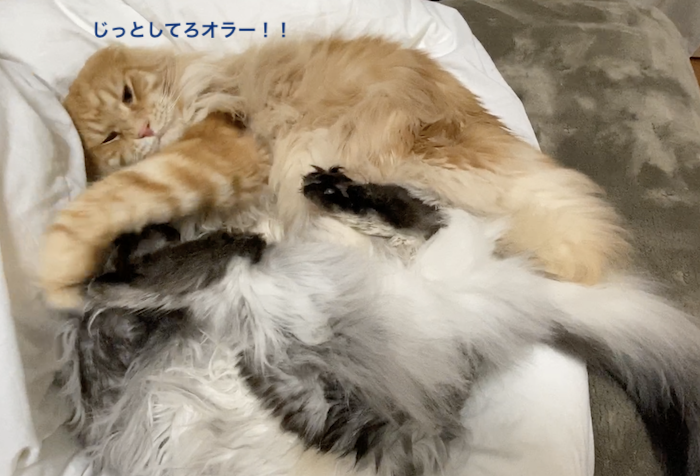 f:id:chikojirou:20200108220416p:plain