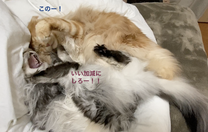 f:id:chikojirou:20200108220420p:plain
