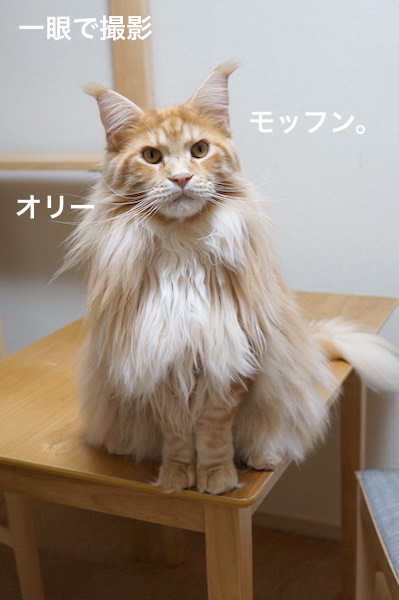 f:id:chikojirou:20200110220346j:plain