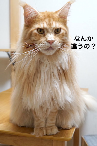 f:id:chikojirou:20200110220356j:plain