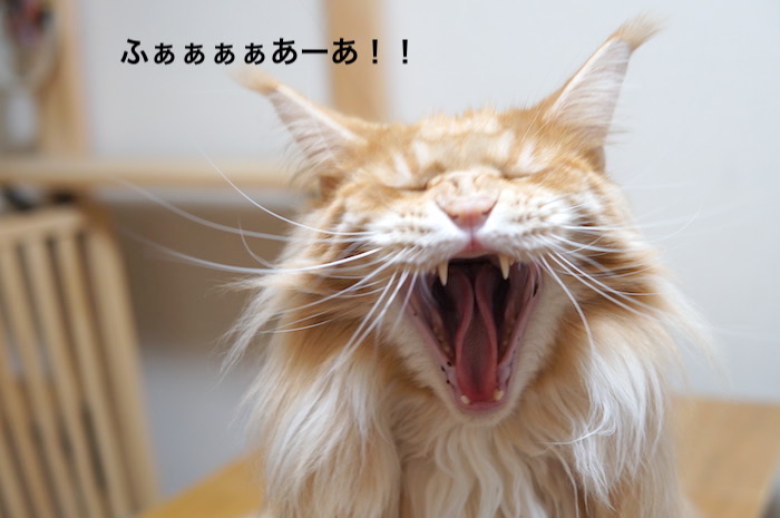 f:id:chikojirou:20200110220402j:plain