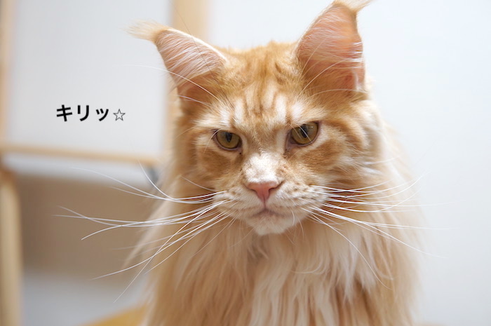 f:id:chikojirou:20200110220404j:plain