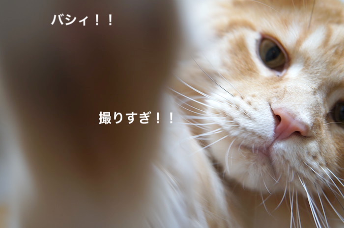 f:id:chikojirou:20200110220407j:plain