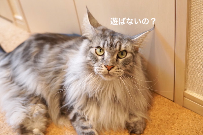 f:id:chikojirou:20200110220413j:plain