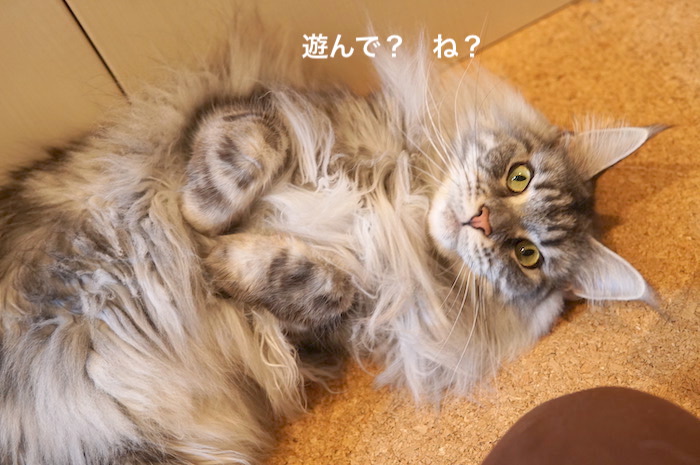 f:id:chikojirou:20200110220416j:plain