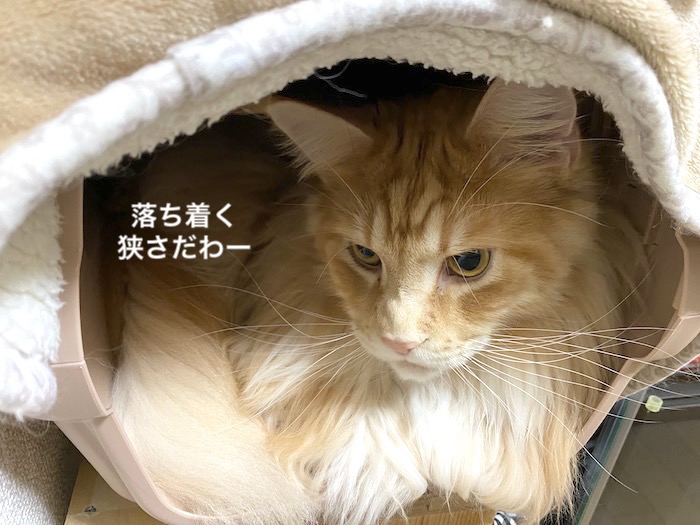 f:id:chikojirou:20200110220430j:plain
