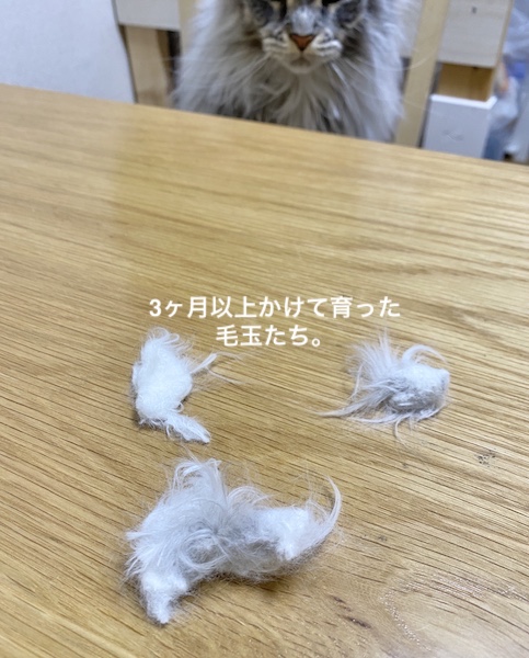 f:id:chikojirou:20200114215534j:plain