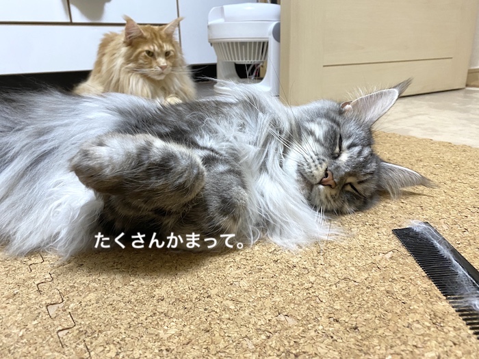 f:id:chikojirou:20200114215541j:plain