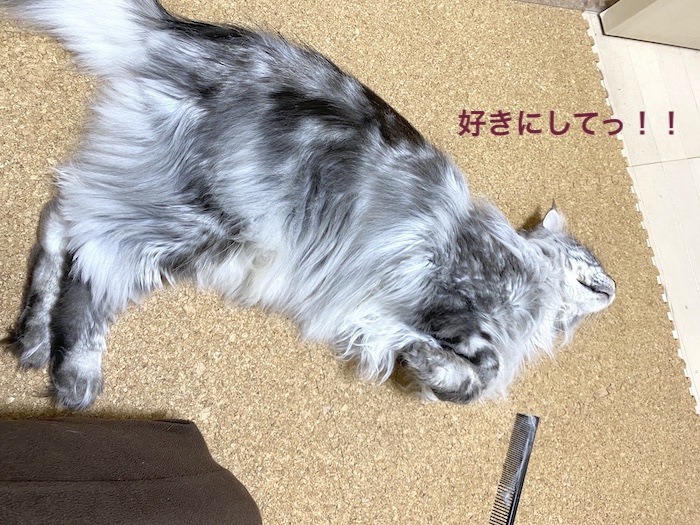 f:id:chikojirou:20200114215544j:plain