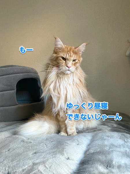 f:id:chikojirou:20200130213941j:plain