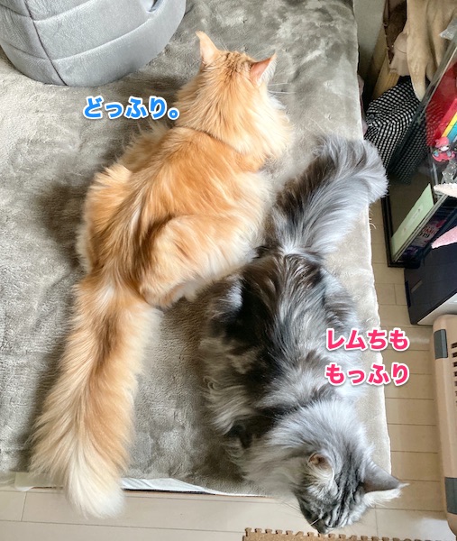 f:id:chikojirou:20200130213944j:plain
