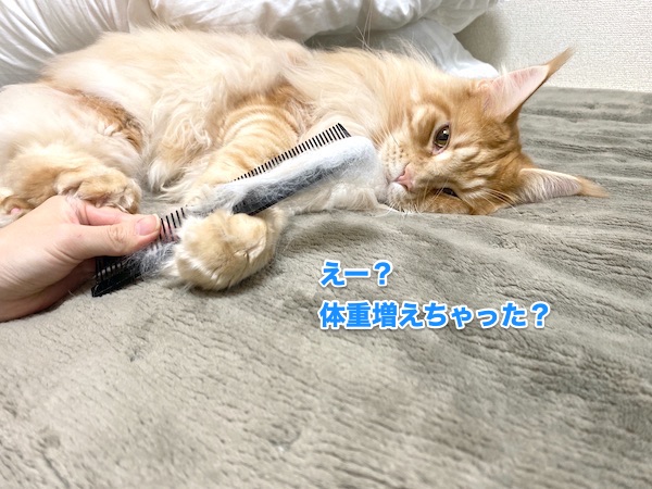 f:id:chikojirou:20200130213947j:plain