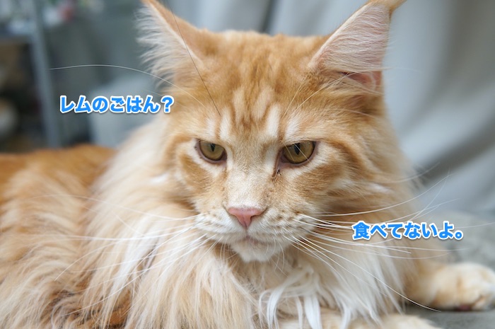 f:id:chikojirou:20200130213954j:plain