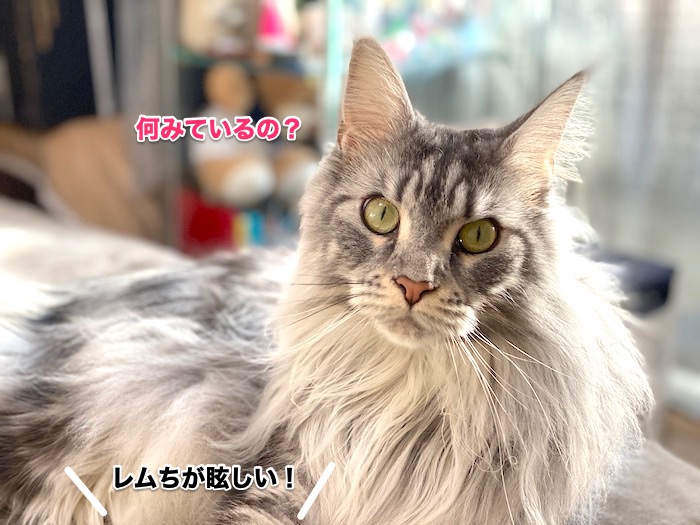 f:id:chikojirou:20200131220608j:plain