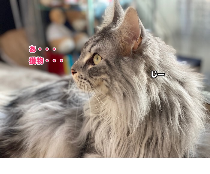 f:id:chikojirou:20200131220611j:plain