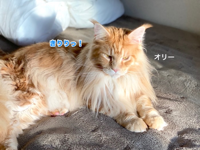 f:id:chikojirou:20200131220614j:plain