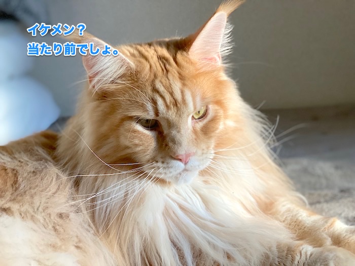 f:id:chikojirou:20200131220616j:plain