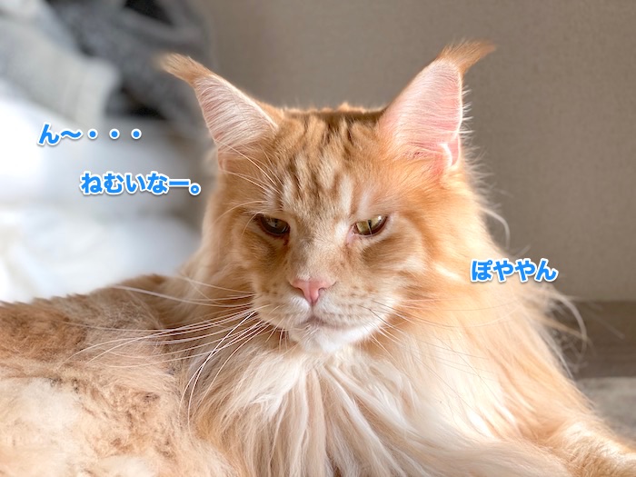 f:id:chikojirou:20200131220619j:plain