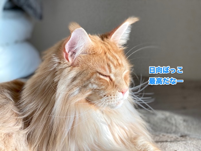 f:id:chikojirou:20200131220622j:plain