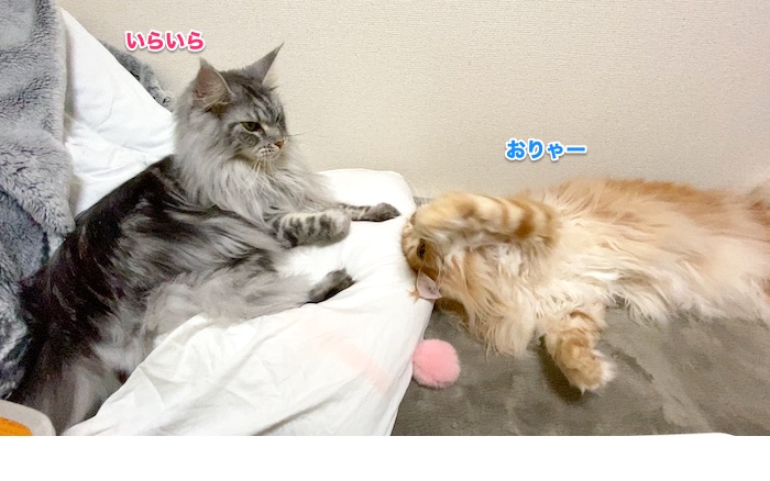 f:id:chikojirou:20200131220628j:plain