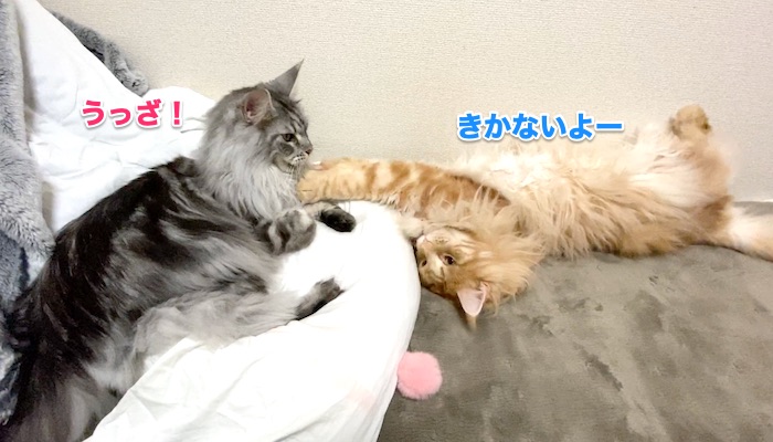 f:id:chikojirou:20200131220636j:plain