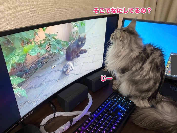 f:id:chikojirou:20200203213341j:plain