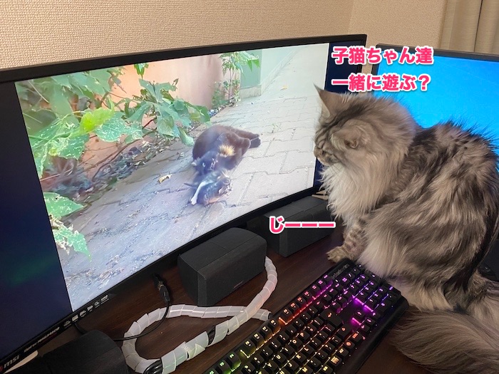 f:id:chikojirou:20200203213344j:plain