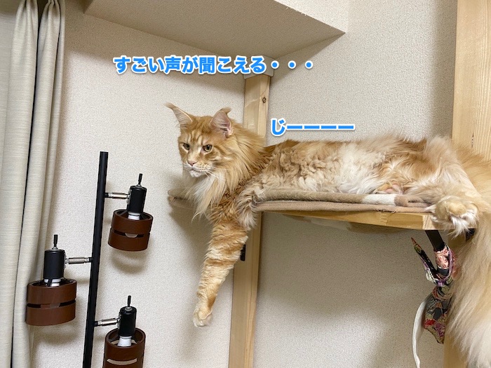 f:id:chikojirou:20200203213347j:plain