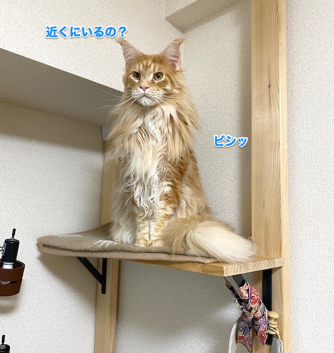 f:id:chikojirou:20200203213351j:plain