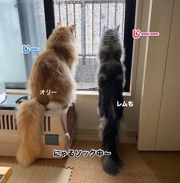f:id:chikojirou:20200205213028j:plain f:id:chikojirou:20200205213028j:plain