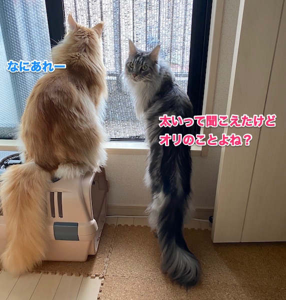 f:id:chikojirou:20200205213032j:plain f:id:chikojirou:20200205213032j:plain