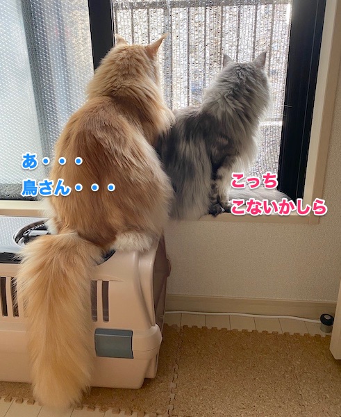 f:id:chikojirou:20200205213036j:plain f:id:chikojirou:20200205213036j:plain