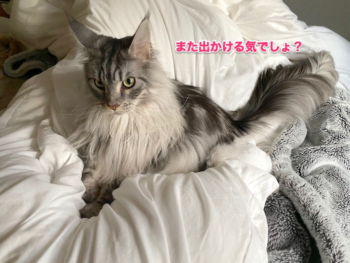 f:id:chikojirou:20200205213040j:plain f:id:chikojirou:20200205213040j:plain