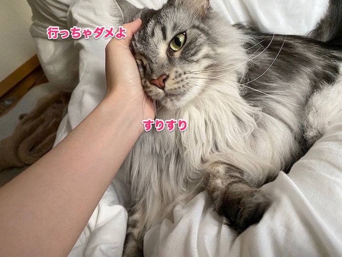 f:id:chikojirou:20200205213044j:plain f:id:chikojirou:20200205213044j:plain