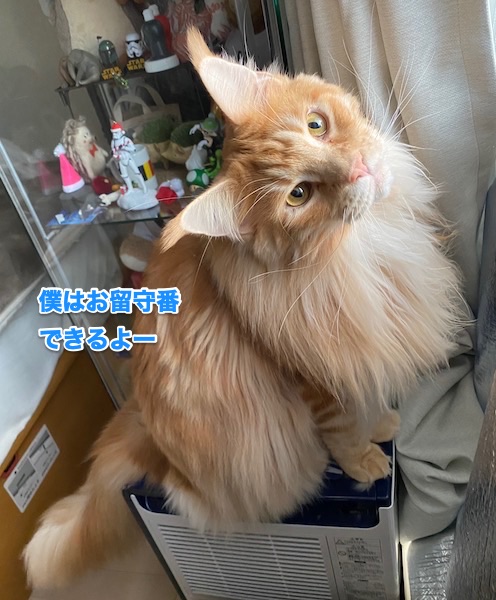 f:id:chikojirou:20200205213050j:plain f:id:chikojirou:20200205213050j:plain