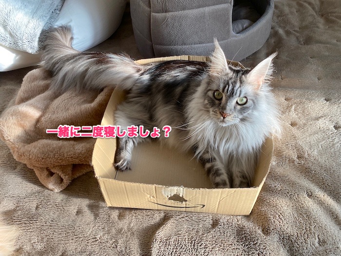 f:id:chikojirou:20200205213053j:plain f:id:chikojirou:20200205213053j:plain