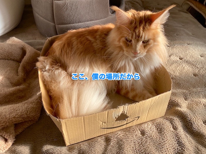 f:id:chikojirou:20200205213056j:plain f:id:chikojirou:20200205213056j:plain