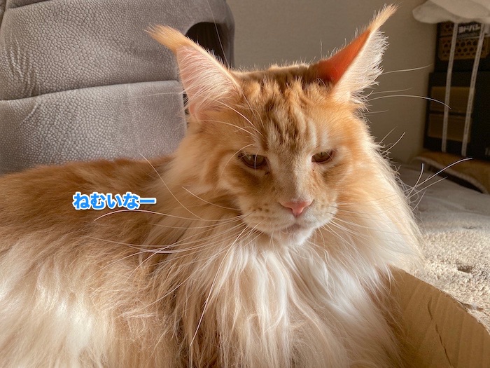 f:id:chikojirou:20200205213100j:plain f:id:chikojirou:20200205213100j:plain