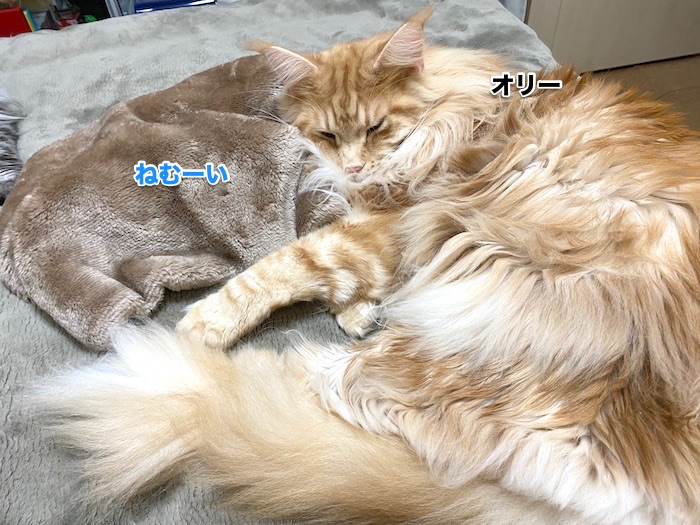 f:id:chikojirou:20200214211205j:plain