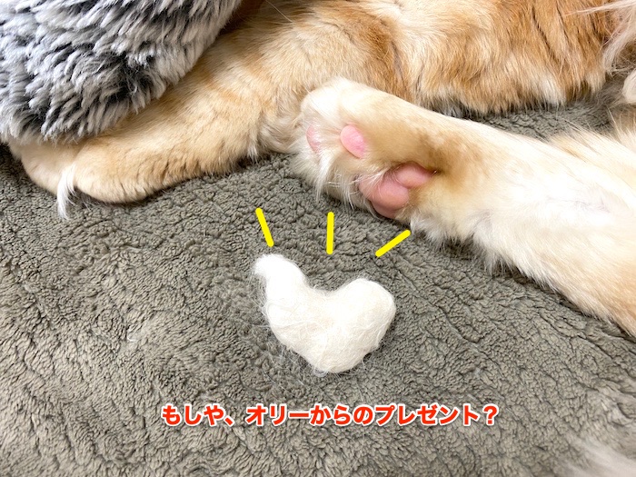 f:id:chikojirou:20200214211212j:plain