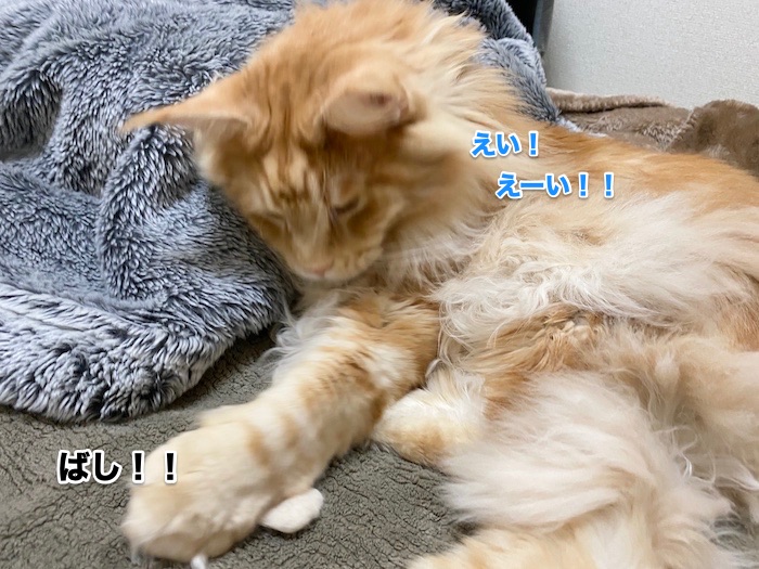 f:id:chikojirou:20200214211215j:plain