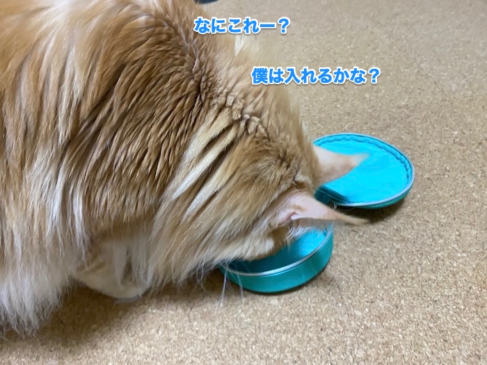 f:id:chikojirou:20200214211225j:plain