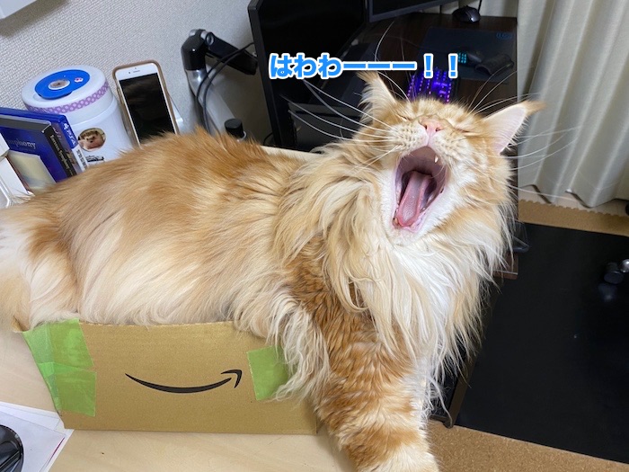 f:id:chikojirou:20200214211237j:plain
