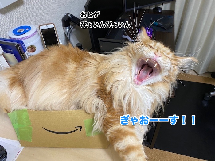 f:id:chikojirou:20200214211241j:plain
