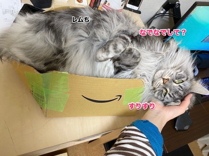 f:id:chikojirou:20200214211245j:plain