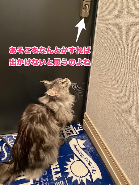 f:id:chikojirou:20200214211304j:plain