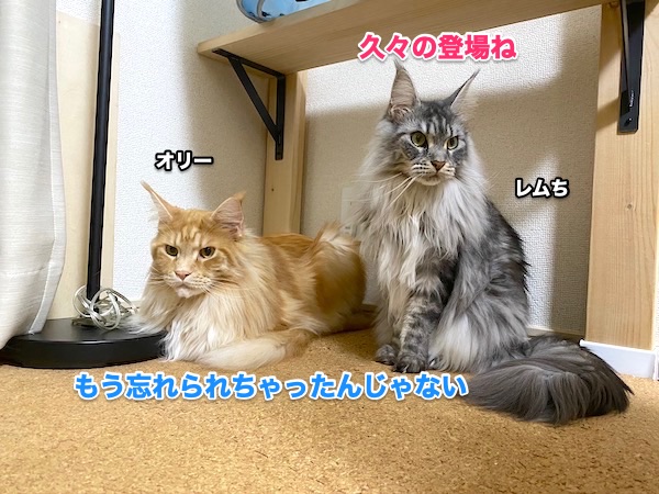 f:id:chikojirou:20200501220334j:plain