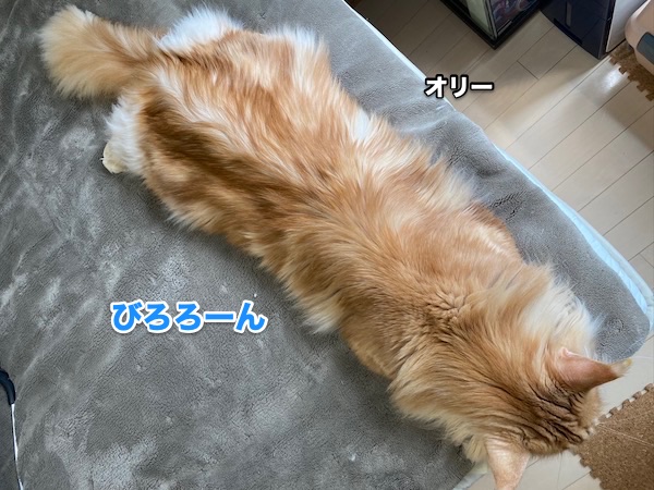 f:id:chikojirou:20200501220340j:plain