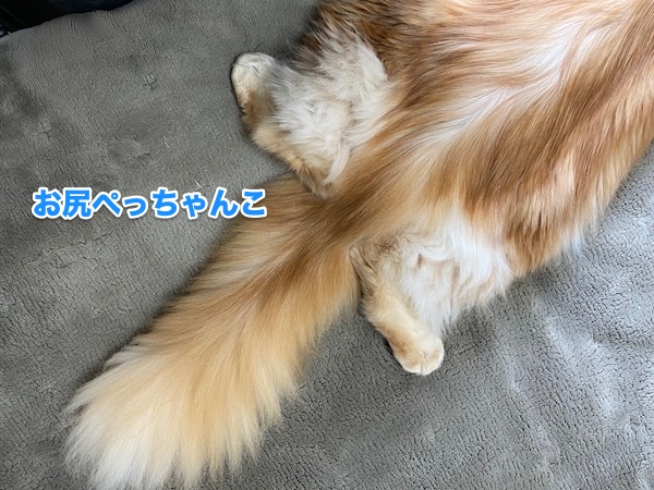 f:id:chikojirou:20200501220344j:plain