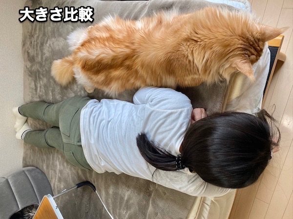 f:id:chikojirou:20200501220351j:plain